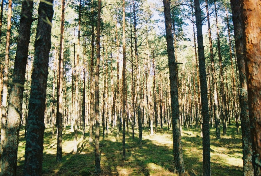 https://ic.pics.livejournal.com/cosmomarmots/76512026/41272/41272_900.jpg