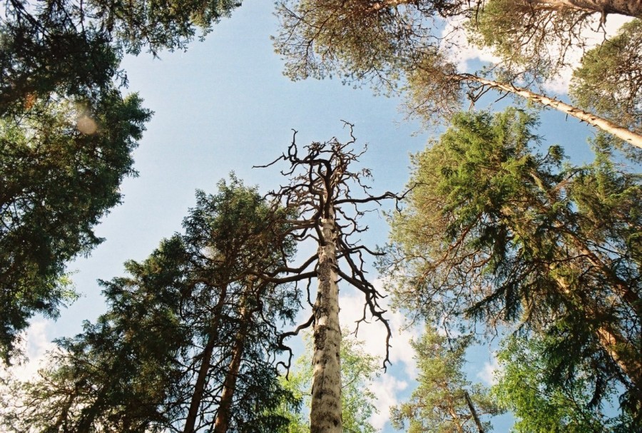 https://ic.pics.livejournal.com/cosmomarmots/76512026/825697/825697_900.jpg