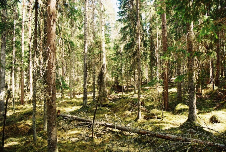 https://ic.pics.livejournal.com/cosmomarmots/76512026/828140/828140_900.jpg