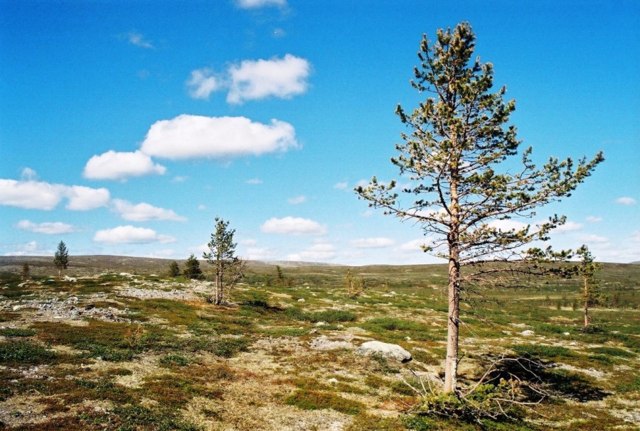https://ic.pics.livejournal.com/cosmomarmots/76512026/832930/832930_900.jpg