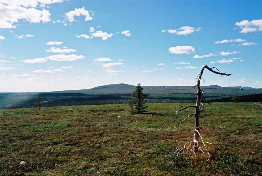 https://ic.pics.livejournal.com/cosmomarmots/76512026/834259/834259_900.jpg