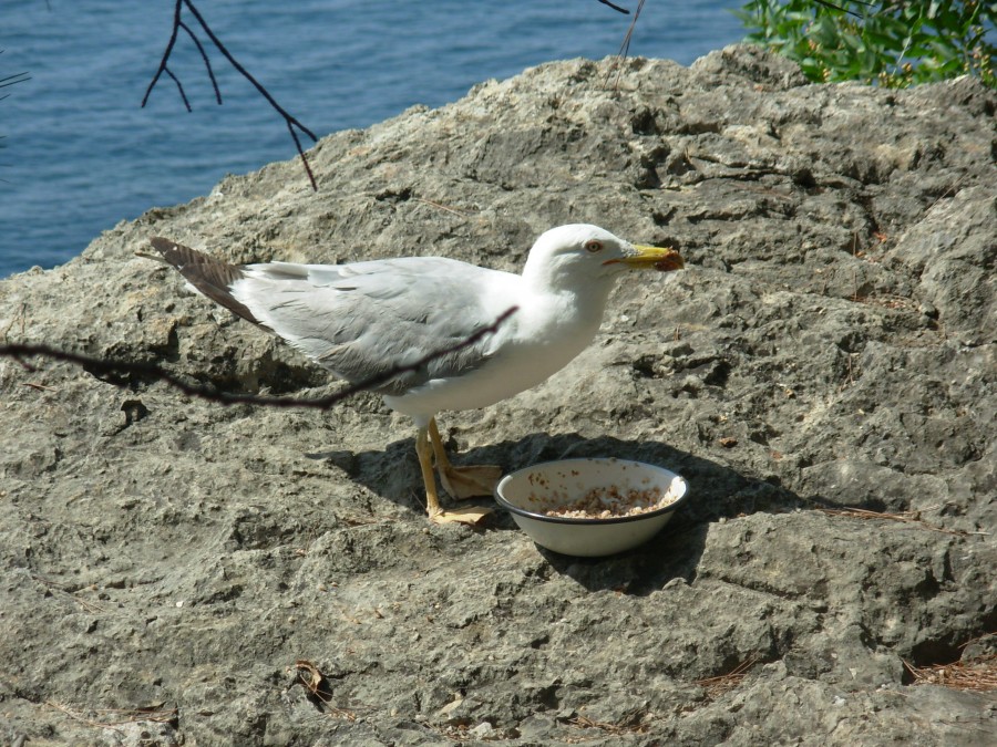 https://ic.pics.livejournal.com/cosmomarmots/76512026/982795/982795_900.jpg