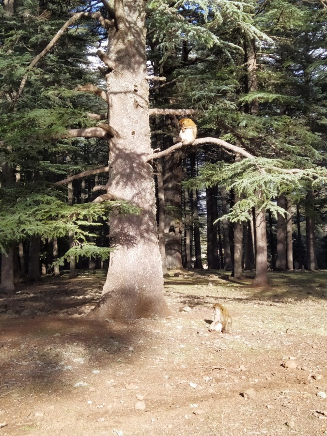 https://ic.pics.livejournal.com/cosmomarmots/76512026/1042743/1042743_900.jpg