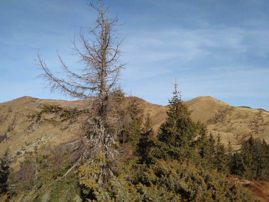 https://ic.pics.livejournal.com/cosmomarmots/76512026/1161852/1161852_900.jpg