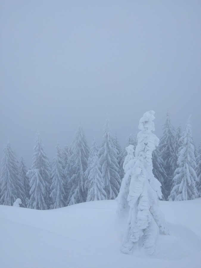 https://ic.pics.livejournal.com/cosmomarmots/76512026/1183195/1183195_900.jpg