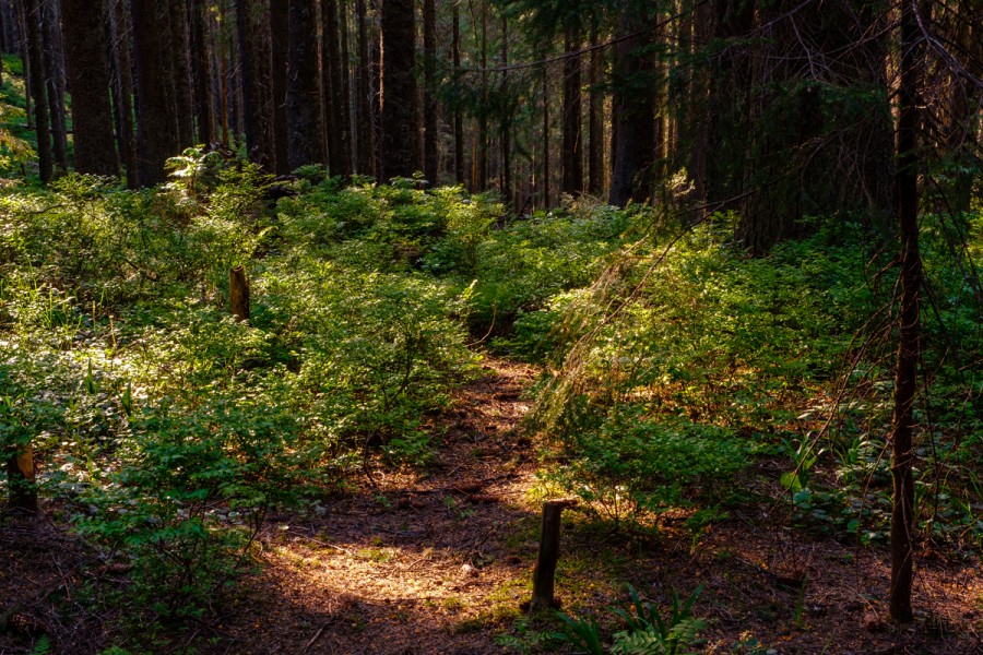 https://ic.pics.livejournal.com/cosmomarmots/76512026/1233716/1233716_900.jpg