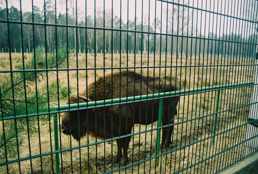 https://ic.pics.livejournal.com/cosmomarmots/76512026/139248/139248_900.jpg