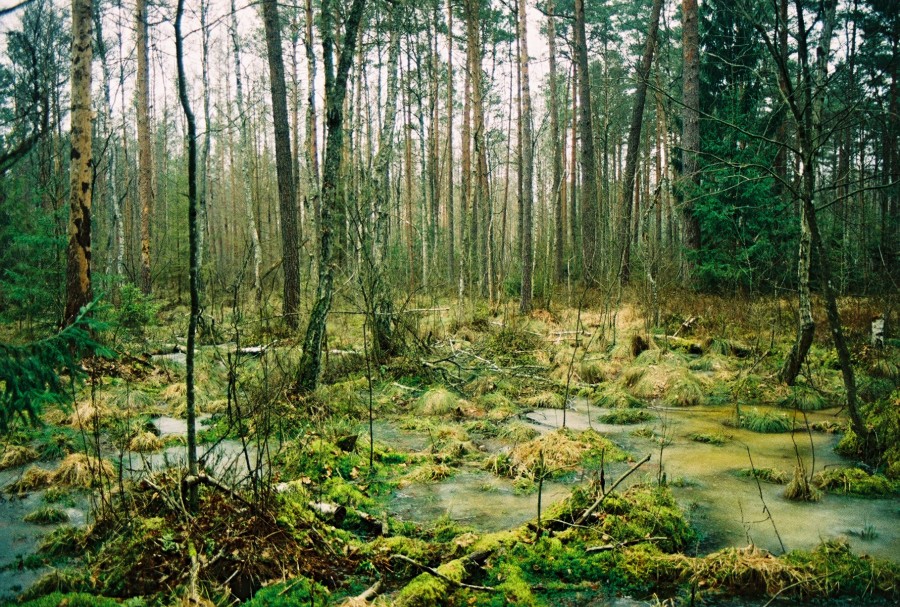 https://ic.pics.livejournal.com/cosmomarmots/76512026/139989/139989_900.jpg