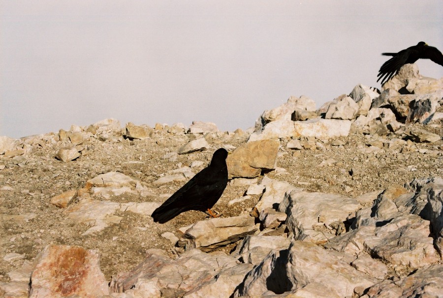 https://ic.pics.livejournal.com/cosmomarmots/76512026/718833/718833_900.jpg